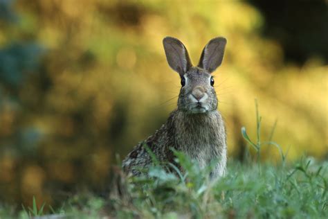 Free Images Nature Grass Prairie Wildlife Mammal Fauna Hare