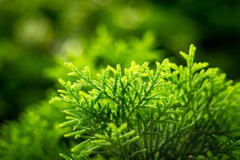 Green Conifer Leaves In The Back Light Forest Beauty Stock Photo