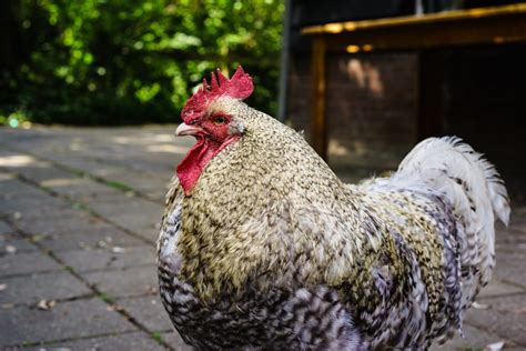Top 12 Heritage Chicken Breeds