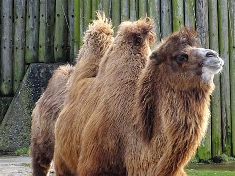 Bactrian Camel Blackpool Zoo