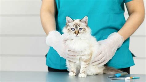 Umbilical Hernia Pictures Of Cat Hernias Cats And Hernias Symptoms
