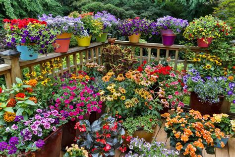 14 Ideas For Flowering Container Gardens