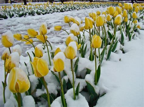 Colorful Tulips With Snow Flower Images Hd Wallpapers