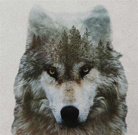 National Geographic Archives Living With Wolves