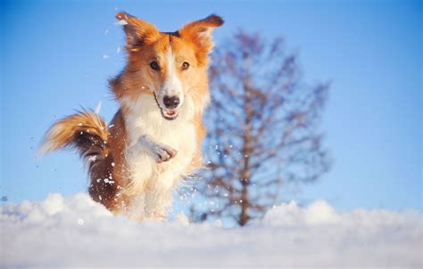 Why Dogs Love The Cold And Playing In The Snow