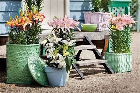 Growing Lilies In Pots Is Easy And The Good News Is That There Is A