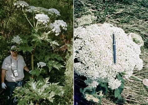 Queen Annes Lace Vs Hogweed Identifying And Understanding The