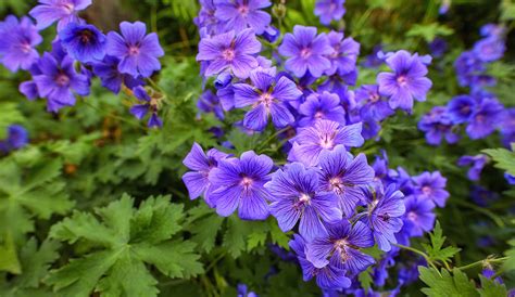 Flowers That Start With Geraniums All You Need Infos