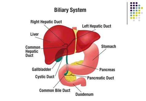 Pictures Of Biliary Systemhealthiack