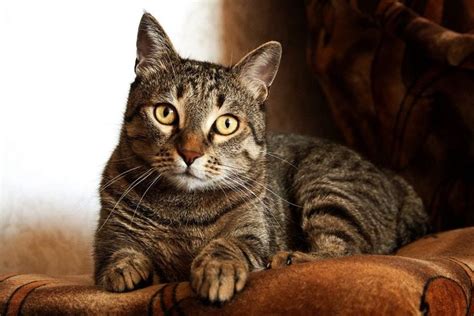 Interesting Facts About Tabby Cats Gatinhos Malhados Filhotes De