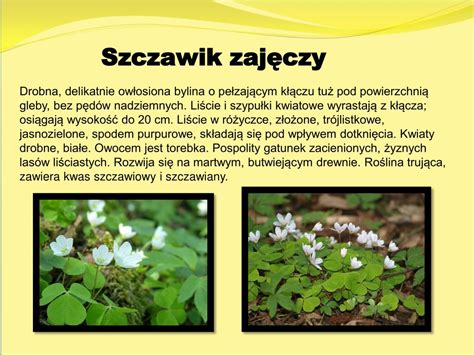 Rosliny Runa Lesnego Wlasciwosci Lecznicze - PPT - Rośliny runa leśnego PowerPoint Presentation, free download - ID