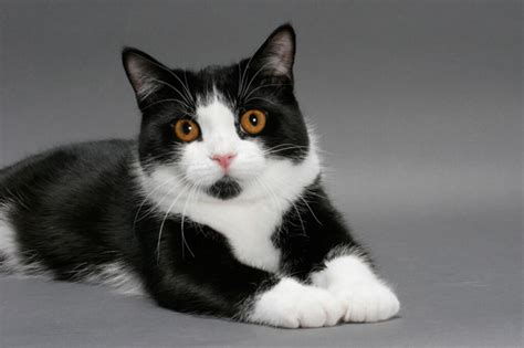 20 Black And White Cat Breeds With A Variety Of Coat Patterns Pets