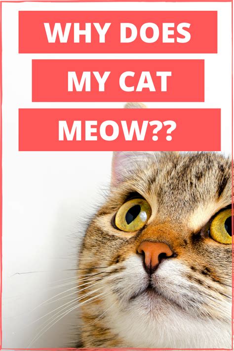 Why Does My Cat Meow Cat Advice Kitten Adoption Cat Quotes