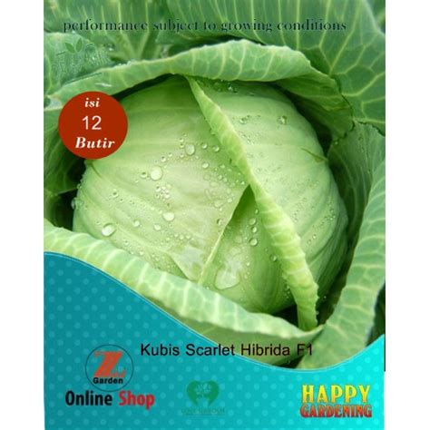 Jual 10butir Biji Benih Tanaman Sayur Kobis Kubis Kol Bunga Kol