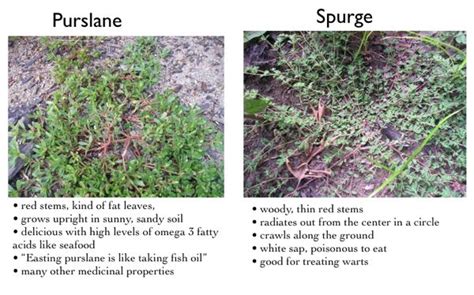 For many years i didn't know what it was, i just purslan can be rather invasive and difficult to remove. Pin on Health and Wellness