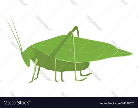 Katydid Bug On A White Background Royalty Free Vector Image