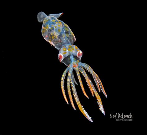 ©2020 Ned Deloach 8 Sleek Squid Larva Blennywatcher Blenny Watcher