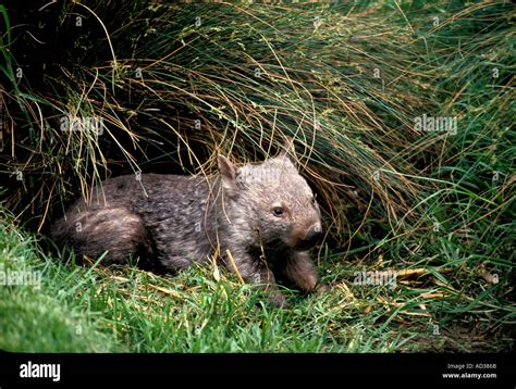 Mammal Wombat Common Vombatus Ursinus Australia Stock Photo Alamy