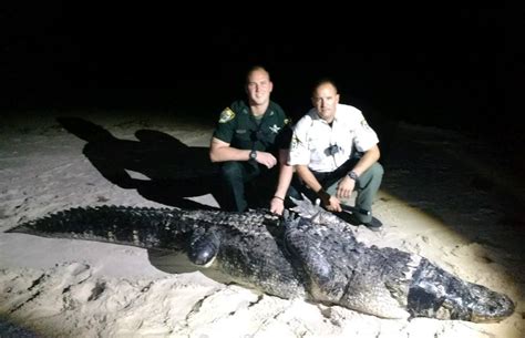 12 foot alligator captured on beach wsvn 7news miami news weather sports fort lauderdale