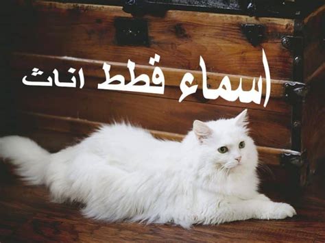اسماء قطط بنات 2021 مصرية