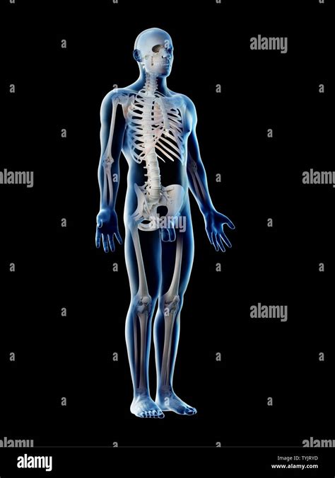 3d Rendered Illustration Of A Mans Skeleton And Ligaments Stock Photo