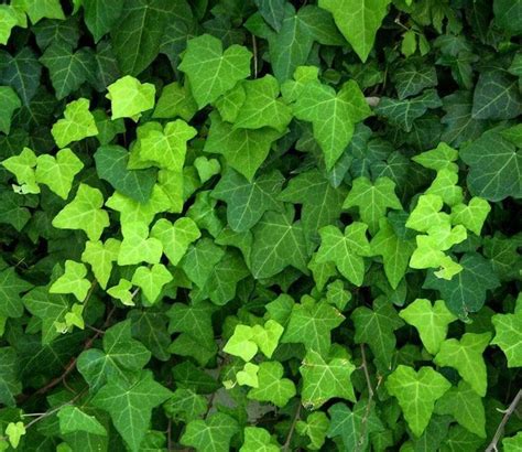Check spelling or type a new query. Blog - Schnellwachsende Hecke als Sichtschutz im Garten ...