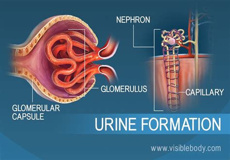 Describe The Three Steps Of Urine Formation