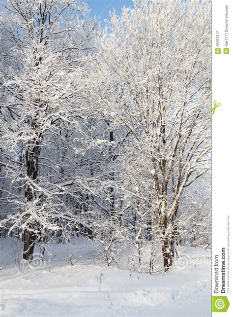 Sunlight Winter Park In Snow Stock Image Image Of Mist Scenic 35952317