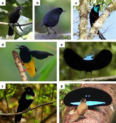 The females observe the extraordinary display, as they pick carefully. Mystery behind super black feathers of Birds of Paradise ...