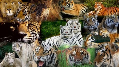 My Tiger Collage Hd Desktop Wallpaper Widescreen High Definition