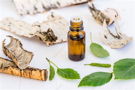 Birch Essential Oil Stock Image C0401300 Science Photo Library