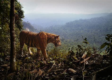 Deforestation Increases Threat Of Extinction For Critically Endangered