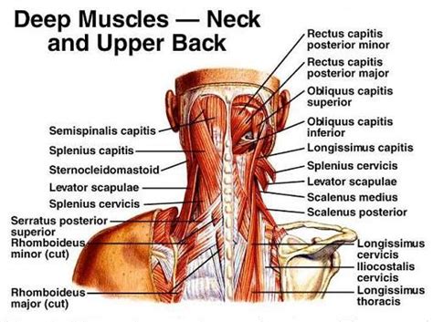Anatomy of the back of the neck muscles. Dentistry lectures for MFDS/MJDF/NBDE/ORE: Lecture Notes ...