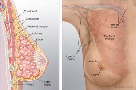 Breast cancer has a variety of symptoms and different looks. Anatomy of the Breast | Memorial Sloan Kettering Cancer Center