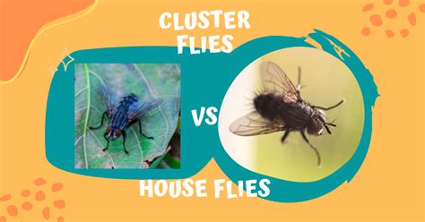 Cluster Flies Vs House Flies How Are They Different Top 5 Differences