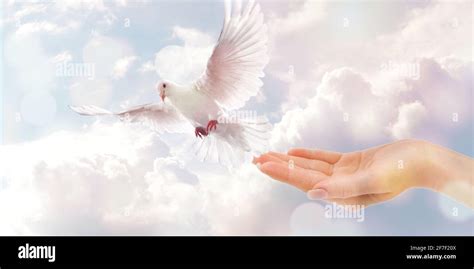 A Hand Releasing White Dove In The Sky Stock Photo Alamy