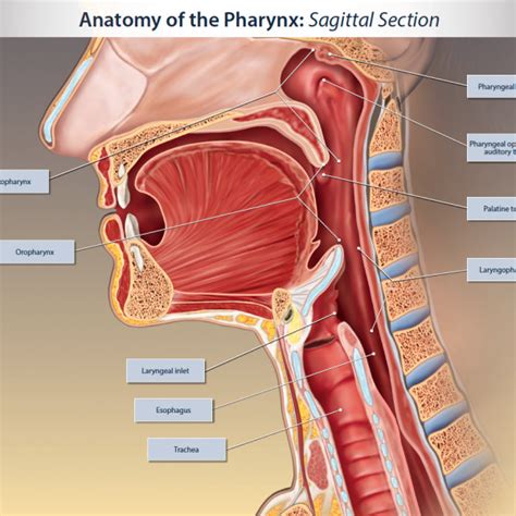 Anatomy of the Pharynx - TrialExhibits Inc.