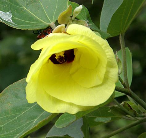 We did not find results for: Pin oleh Baiba Kaprale di Australian Native Plants 1