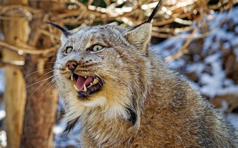 Where is the lynx bus? These Two Angry, Yelling Lynx Are Probably Fighting About Sex | Live Science