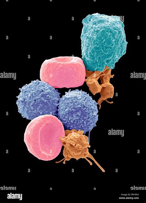 White Blood Cell Electron Microscope