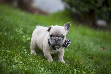 When Will My French Bulldogs Ears Stand Up Nw Frenchies French