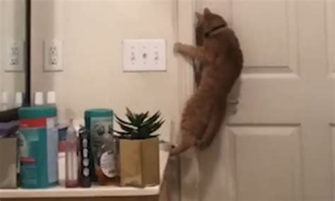 Woman Sets Up A Hidden Camera To See How Her Roommates Cat Lets Itself