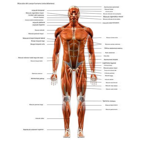 Músculos del cuerpo humano de la cabeza el cuello el tronco los brazos las piernas y la