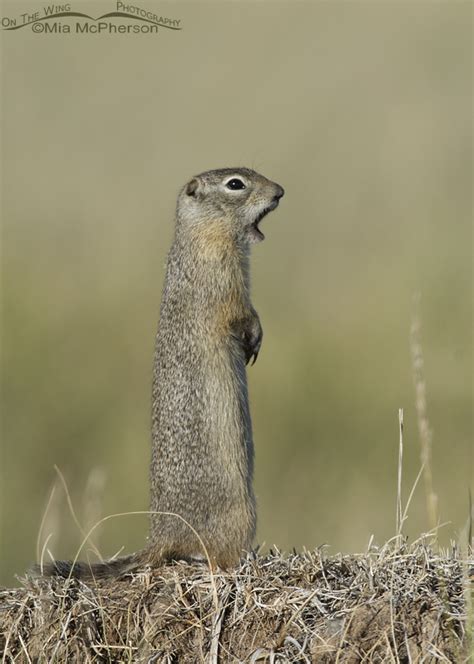 Uinta Ground Squirrel In Montana On The Wing Photography