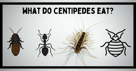 What Do Centipedes Eat