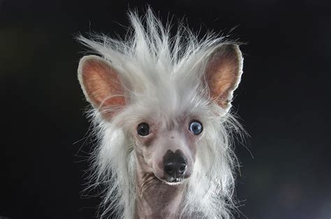Prophecy By Sophie Gamand Hairless Dogs Are Beautiful