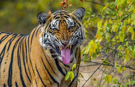 Royal Bengal Tiger Bengal Tiger Facts Profile Photos Information My