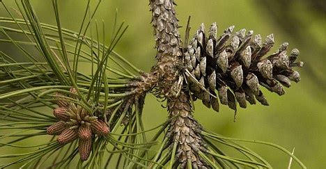 Pinus pinaster, the cluster pine or maritime pine amongst other names. French maritime pine bark extract hailed as new beauty ...