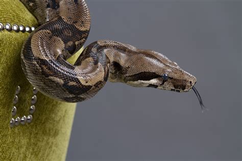 Serial Rapist Terrorized One Victim With A Boa Constrictor