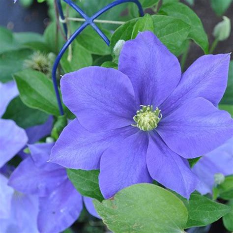 We did not find results for: Grow Compact Clematis in Containers | Gardeners.com in ...